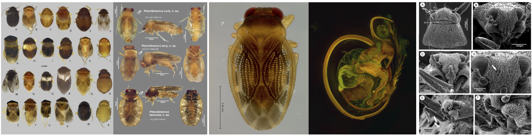 Dipsocoromorpha collection (c) UCR