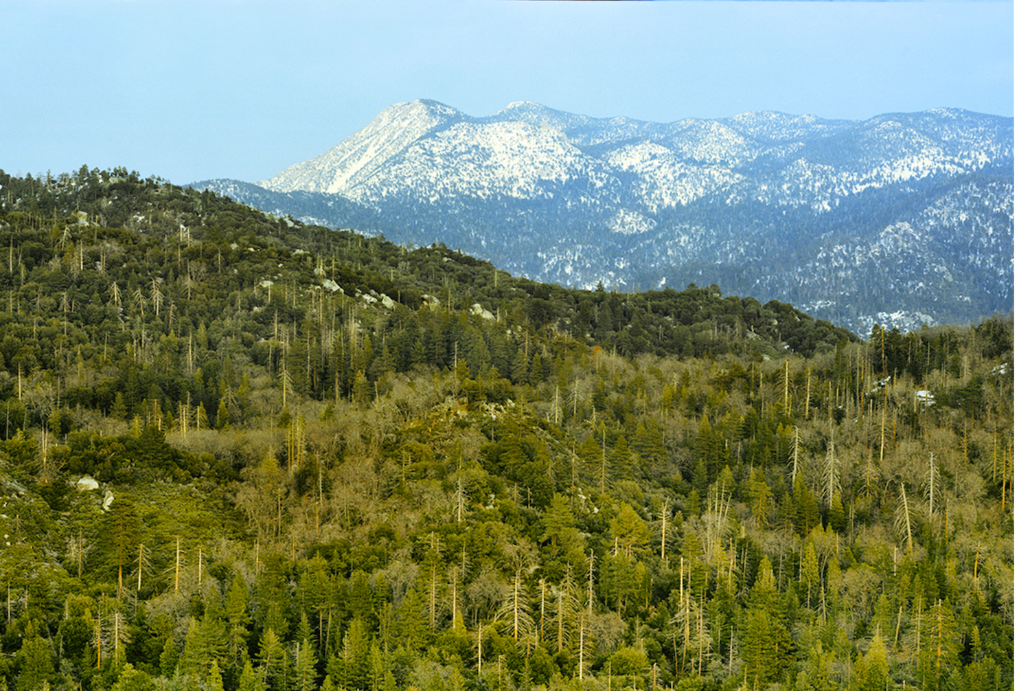 snowy mountain and pines