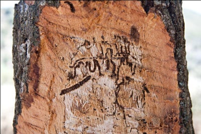 Goldspotted Oak Borer