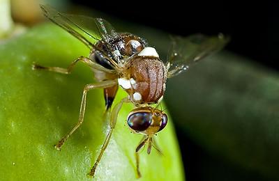 Olive Fruit Fly