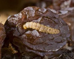 European Grapevine Moth