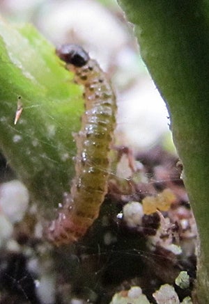 European Pepper Moth