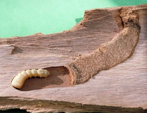 Eucalyptus Longhorned Borer