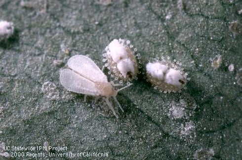 Ash Whitefly