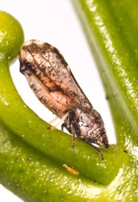 Asian Citrus Psyllid
