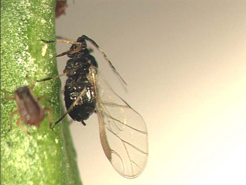 Brown Citrus Aphid