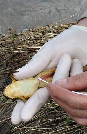 Chytrid Fungus Frog