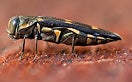 Goldspotted Oak Borer