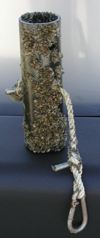 Quagga & Zebra Mussels