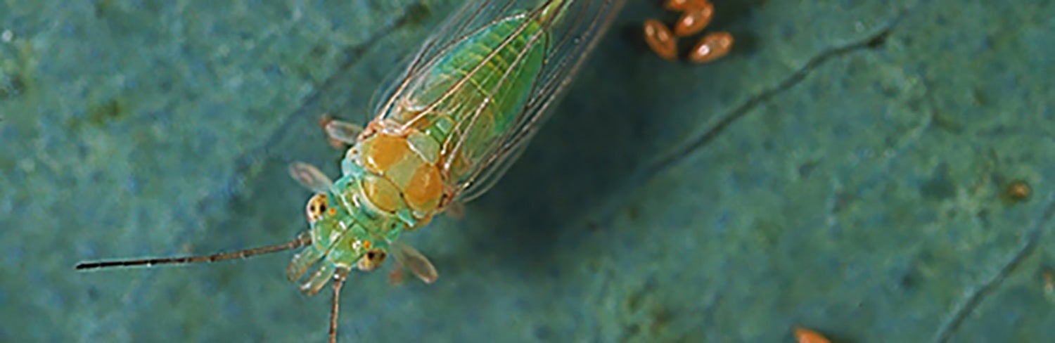 Red gum lerp psyllid