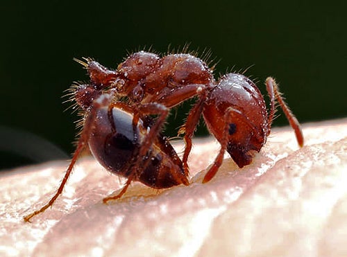 Red Imported Fire Ant