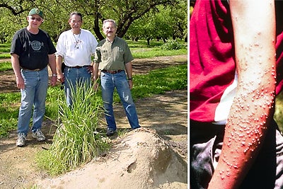 Red Imported Fire Ant