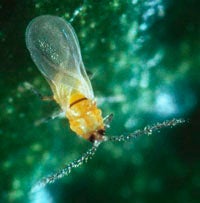 California Red Scale