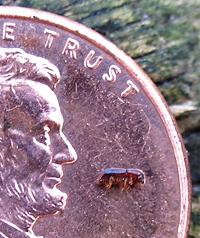 Redbay Ambrosia Beetle and Laurel Wilt