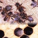 Cultivated Honeybee Brood