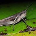 Short Horned Grasshopper