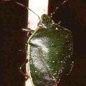 Green Stink Bug