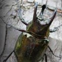 Horned Beetle