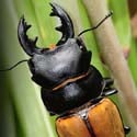 Stag Beetle