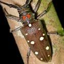 Long Horned Beetle