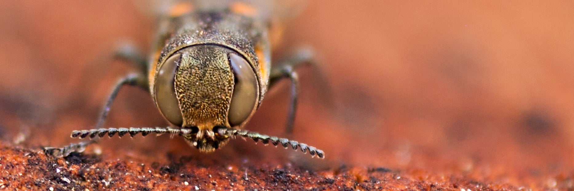 UCR-Mike Lewis-CISR-Goldspotted Oak Borer