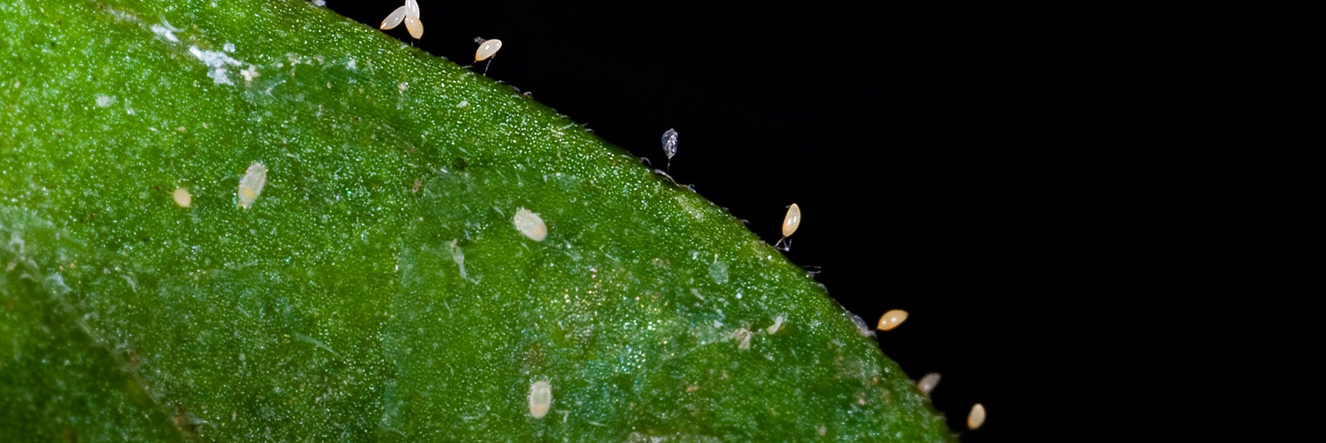 UCR-Mike Lewis-CISR-Mites