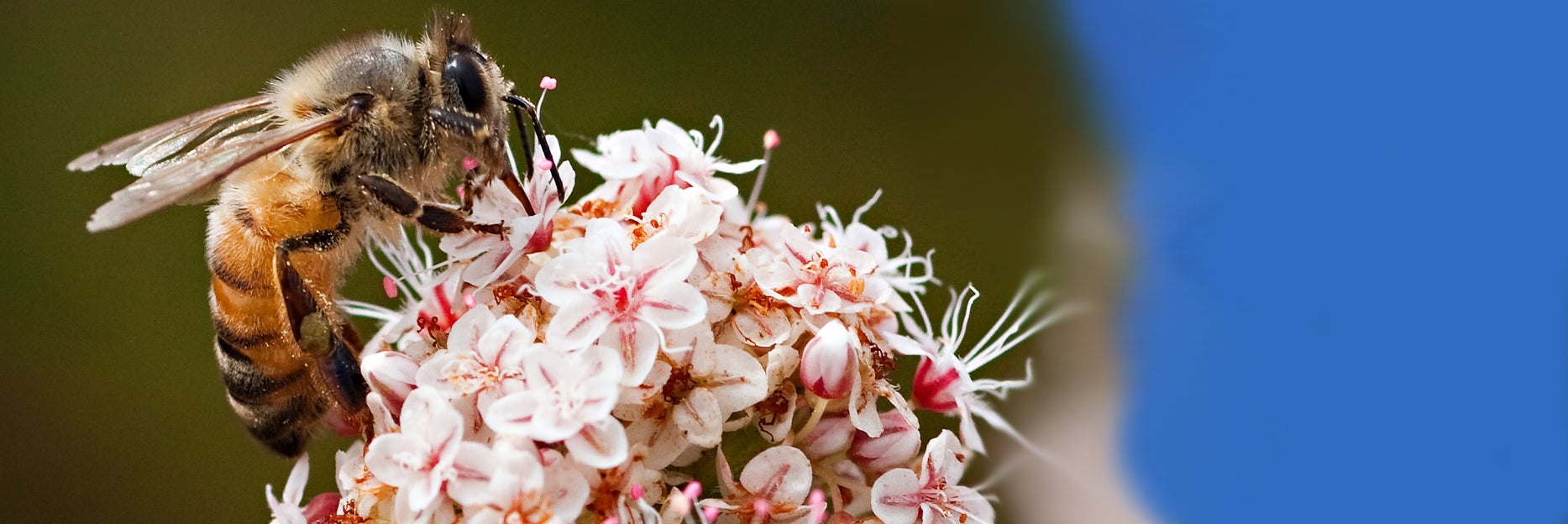 UCR-Mike Lewis- Honey Bee