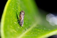 adult Asian Citrus Psyllid on a citrus leaf