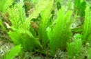 CISR Caulerpa_thumb_0