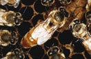 CISR africanized_honey_bee