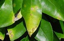 CISR asiatic_citrus_canker