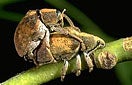 CISR australian_gum_tree_weevil