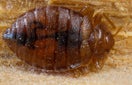 CISR bed_bug_thumb