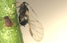 CISR brown_citrus_aphid_thumb