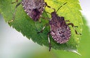CISR brown_marmorated_stink_bug_thumb