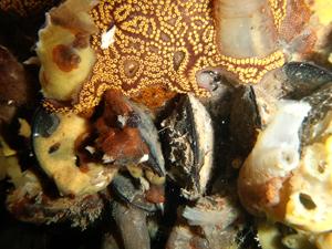 CISR collection_small