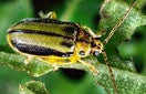 CISR elm_leaf_beetle_0
