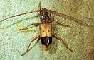 CISR eucalyptus_longhorned_borer_thumb_0