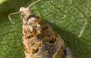 CISR european_grapevine_moth_thumb
