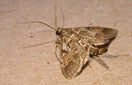 CISR european_pepper_moth_thumb_132