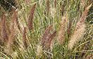 CISR fountain_grass_thumb_0