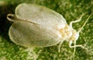 CISR giant_whitefly_thumb