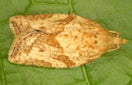 CISR llight_brown_apple_moth_thumbnail_for_invasive_page