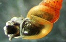 CISR new_zealand_mud_snail_thumb_0