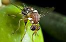 CISR olive_fruit_fly_thumb