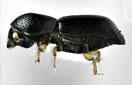 CISR redbay_ambrosia_beeetle_thumb_0