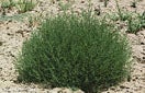 CISR russian_thistle_0