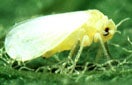 CISR silverleaf_whitefly