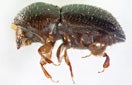 CISR tea_shot_hole_borer_beetle_thumb_132