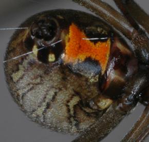 brown widow hourglass closeup (c) CISR
